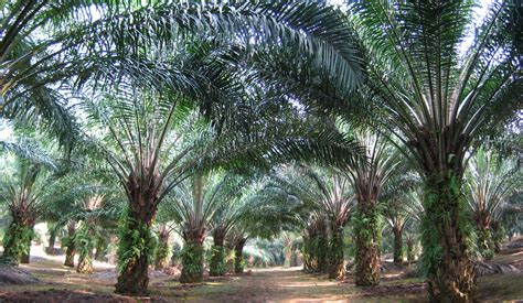 Japanese firm expands plantations in RP .